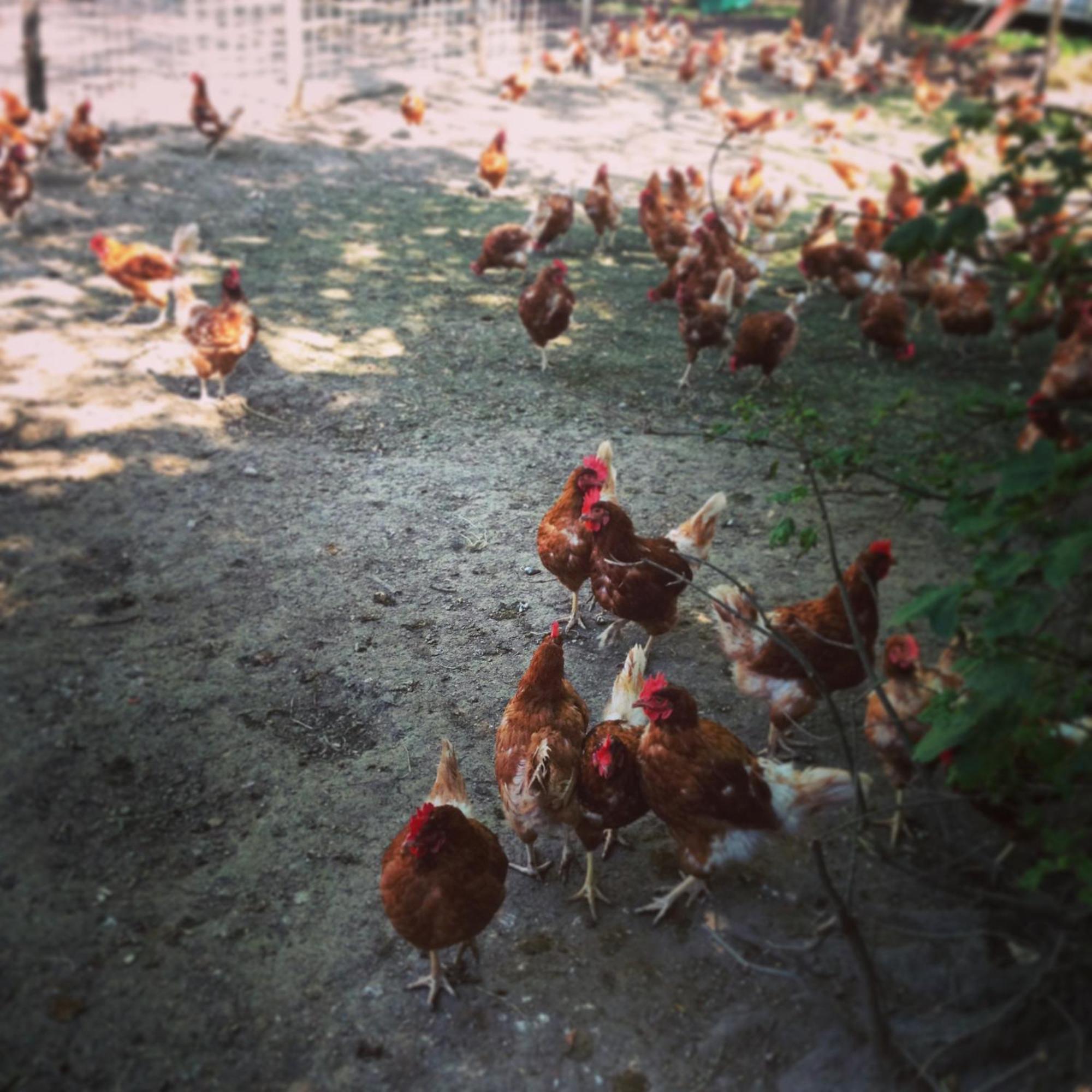 La Ferme Du Lignon Otel Vernier Dış mekan fotoğraf